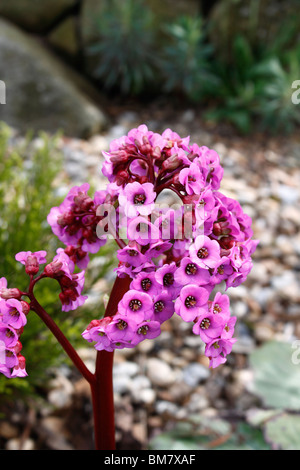 BERGENIA CORDIFOLIA. MEGASEA. ELEPHANT EARED SAXIFRAGE. ELEPHANTS EARS. Stock Photo