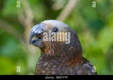 Kaka Nestor meridionalis New Zealand Stock Photo