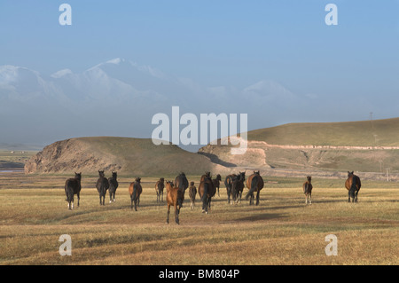 Wild horses and mountains of Sary Tash, Kyrgyzstan Stock Photo