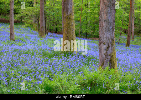 Classic carpet of English Bluebells on the trail between Soudley and Blakeney in the Forest of Dean, Gloucestershire, UK