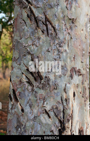 Claw Marks of the Royal Bengal Tiger (Panthera tigris tigris), Bandhavgarh National Park, Madhya Pradesh, India, Asia Stock Photo