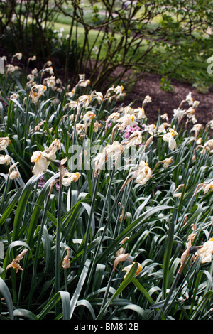 NARCISSUS IN LATE SPRING AWAITING DEAD HEADING. Stock Photo