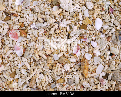 Coral sand mixed with shells on Koh Samui island seashore, Thailand Stock Photo