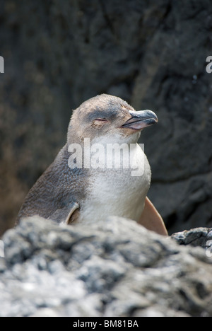 Little Blue Penguin Eudyptula albosignata albosignata sleeping, New Zealand Stock Photo