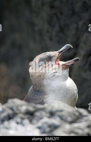 Little Blue Penguin Eudyptula albosignata albosignata calling New Zealand Stock Photo