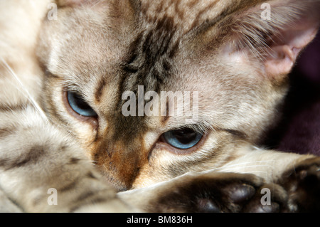 A Bengal kitten laying on a bed trying to sleep Stock Photo