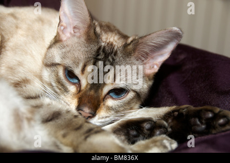 A Bengal kitten laying on a bed trying to sleep Stock Photo
