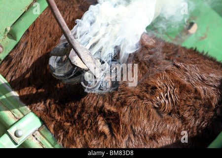 Branding browcattle with a red hot brand iron. Smoke, fire and burning skin as iron is held against the cows side. Cowboy ranch. Stock Photo