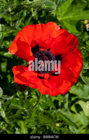 A red oriental poppy (Papaver orientale) blooming in the sunshine in May against green leaves. Stock Photo