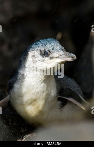 Little Blue Penguin Eudyptula albosignata albosignata New Zealand Stock Photo