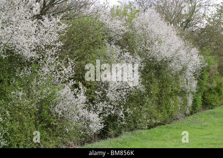 Blackthorn Blossom (Prunus spinosa, Rosaceae) in April, Hertfordshire, UK Stock Photo