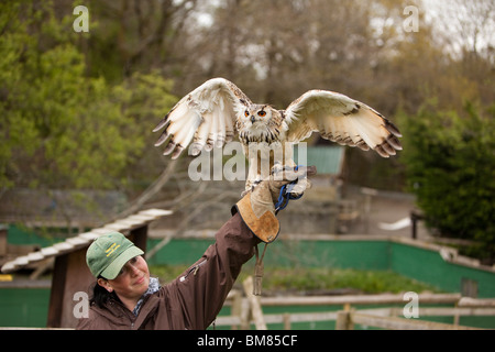 UK, England, Cornwall, North Petherwin, Tamar Otter and Wildlife Centre, handler displaying Asian Eagle Owl Stock Photo