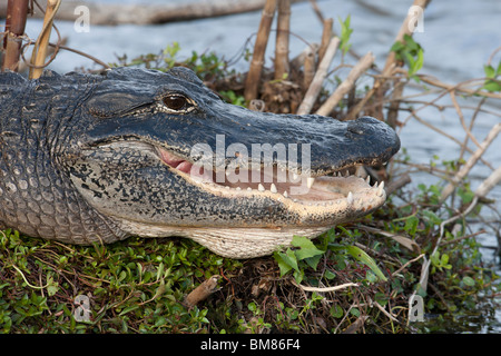 American Alligator (Alligator mississippiensis) with mouth open as if smiling. Stock Photo