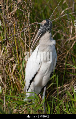 Wood Stork (Mycteria americana) in adult plumage. Stock Photo