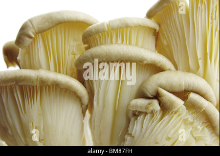 Oyster mushroom bunch in close up Stock Photo