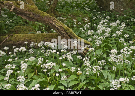 Ramsons (Wild garlic) covers the floor of woodland near Richmond, North Yorkshire. Stock Photo