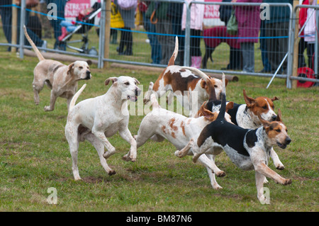 Essex and Suffolk Hunt fox hounds running in the main ring of the South Suffolk Show Stock Photo