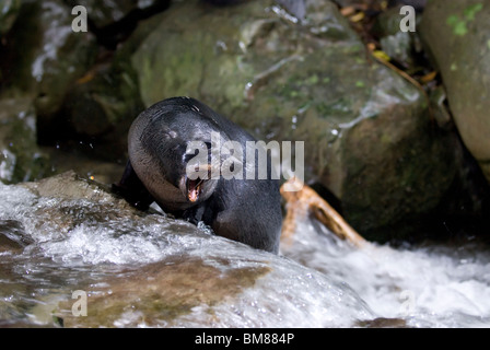 Juvenile New Zealand Fur Seal Kekeno Arctocephalus forsteri Stock Photo