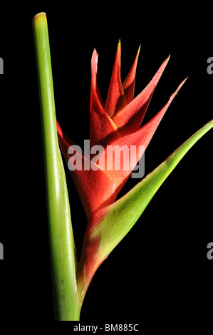 Red Heliconia Caribea flower with water droplets isolated on black background Stock Photo