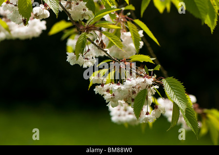 Wild Cherry, Prunus avium 'Plena' (Double Gean) in flower Stock Photo