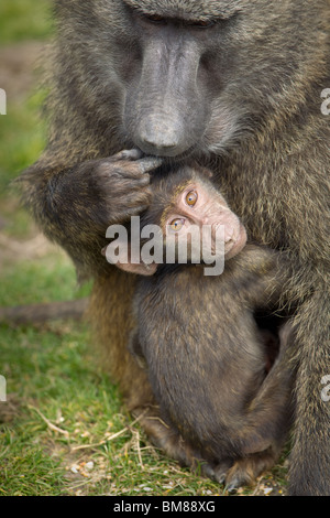 Mother and baby baboon. Mother caressing child. Child looking with eyes to camera. Papio anubis Stock Photo