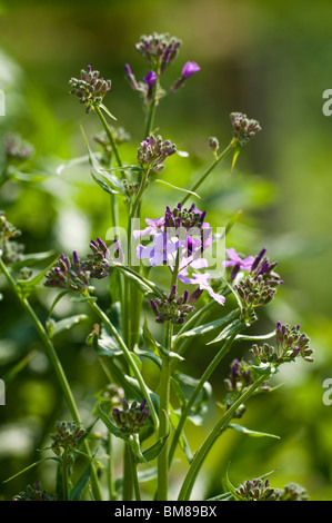 Sweet rocket, Hesperis matronalis, in flower in spring Stock Photo