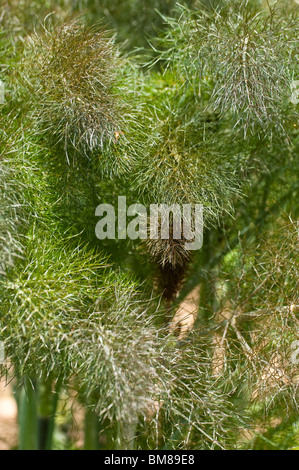 Bronze Fennel, Foeniculum vulgare 'Purpureum', growing in spring Stock Photo