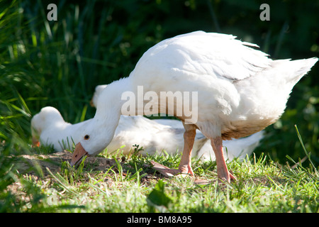 White Embden domestic geese, Hampshire, England. Stock Photo