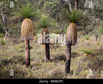 Grasstree (Xanthorrhoea preissii. also known as a balga, formally as a blackboy) growing in bushland in the Perth hills. Stock Photo