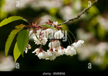 Wild Cherry, Prunus avium 'Plena' (Double Gean) in flower Stock Photo