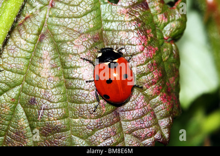 7 Spot Ladybird Coccinella septempunctata Family Coccinellidae Stock Photo