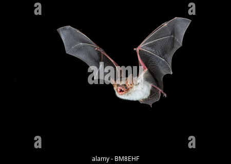 Greater Mouse-eared Bat (Myotis myotis) in flight. Stock Photo