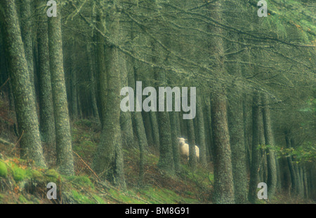 lone sheep in woods, Elan Valley, Powys, Wales Stock Photo