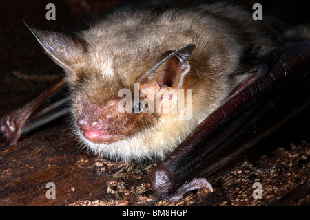 Greater Mouse-eared Bat (Myotis myotis), portrait. Stock Photo