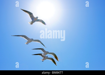 Seagulls flying in the sky, Tokyo Prefecture, Honshu, Japan Stock Photo