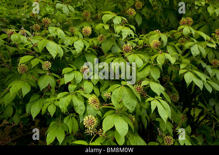 Eleuthero, Siberian Ginseng (Eleutherococcus senticosus), bush with flowers and fruit. Stock Photo