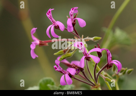 Umckaloabo, South African Geranium (Pelargonium reniforme), flowering. Stock Photo