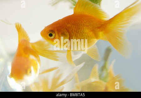 Goldfishes in a tank Stock Photo
