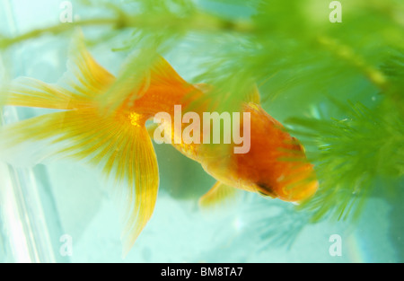 Goldfish in a tank Stock Photo