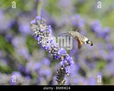 Hummingbird hawk-moth (also Olive bee hawk-moth) gathering nectar on lavender flower Stock Photo