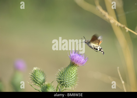 Hummingbird hawk-moth (also Olive bee hawk-moth) gathering nectar on thistle flower Stock Photo