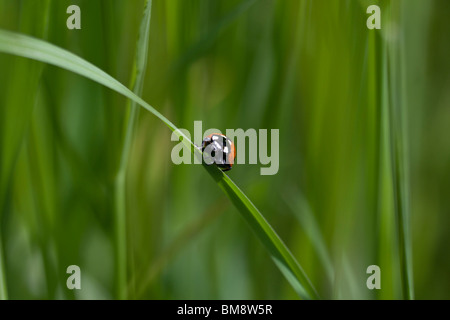 a ladybug on a blade of grass Stock Photo