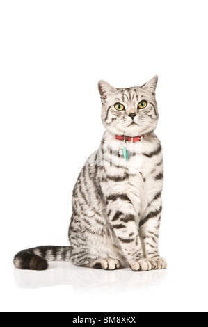 Portrait of a male British shorthair silver tabby cat against a pure white (255) background. Stock Photo