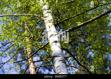 Natural background - a summer birchwood Stock Photo