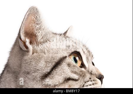 Close up portrait of a male British shorthair silver tabby cat against a pure white (255) background. Stock Photo