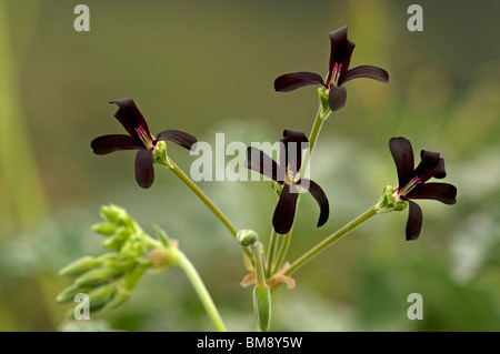 Umckaloabo, South African Geranium (Pelargonium sidoides), flowering. Stock Photo