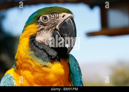Blue and Gold Macaw Stock Photo