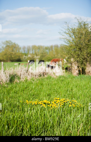 Kingcups (Caltha palustris) growing in a Thameside water meadow near Cricklade in Wiltshire, Uk Stock Photo