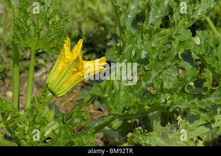 Flower of zucchini (Cucurbita pepo) in a kitchen garden Stock Photo
