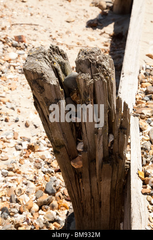 split worn wooden upright groyne on beach Stock Photo